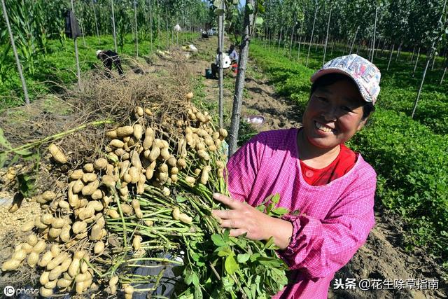 河南正阳花生米最新价格动态分析